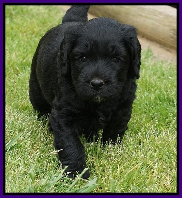 BB Marlow pups 5 wks old 331