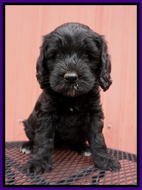 BB Marlow pups 6 wks old 151