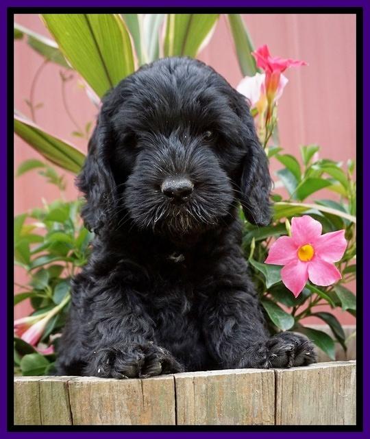 BB Marlow pups 7 wks old 201