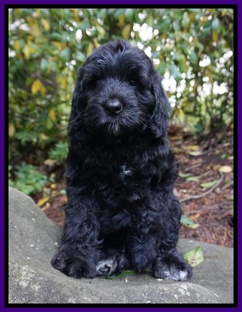 BB Marlow pups 8 wks old 11