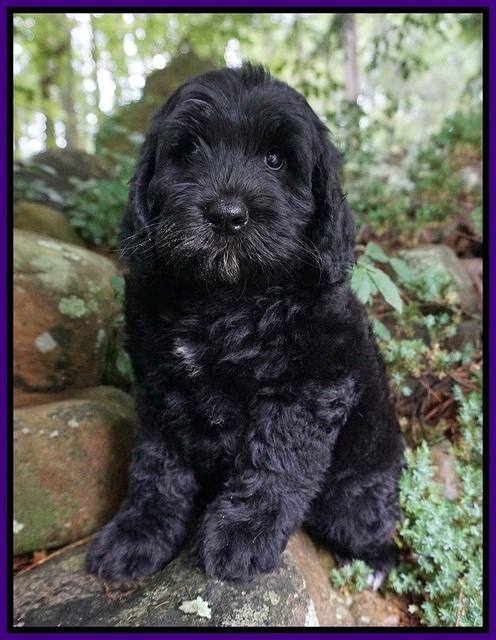 BB Marlow pups 8 wks old 41