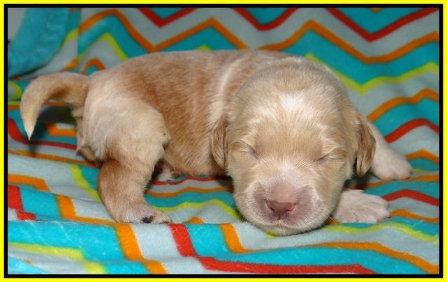 BB Marlow pups 1 week old 171