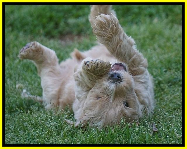 BB Marlow pups 5 wks old 361