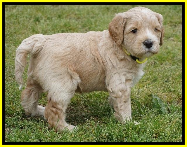 BB Marlow pups 5 wks old 381