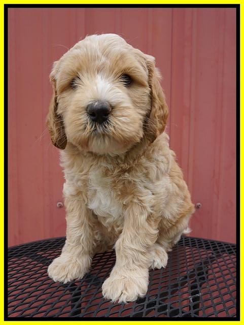 BB Marlow pups 6 wks old 181