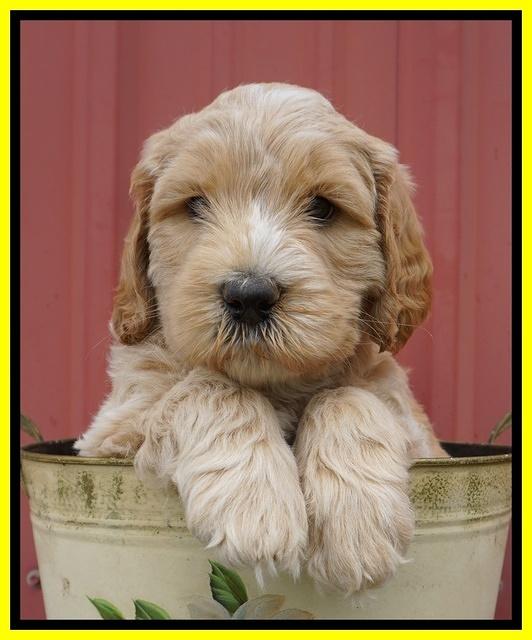 BB Marlow pups 6 wks old 211