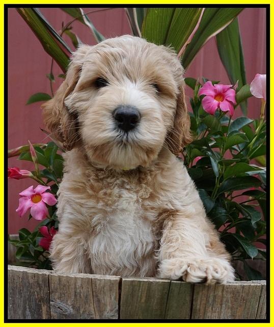 BB Marlow pups 7 wks old 231