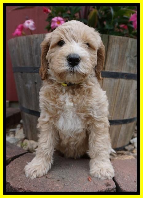 BB Marlow pups 7 wks old 241