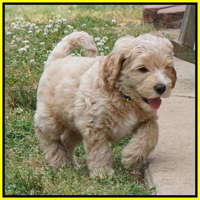 BB Marlow pups 7 wks old 281