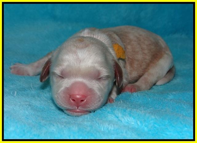 BB Marlow pups Newborn 131