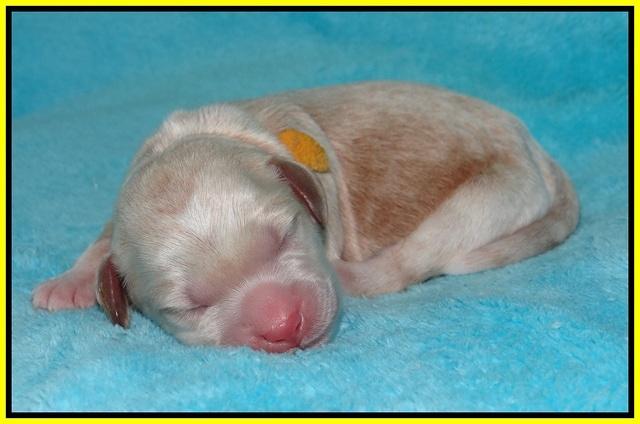 BB Marlow pups Newborn 141