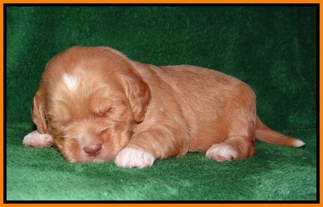 BB Marlow pups 2 wks old 141