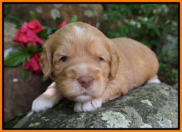 BB Marlow pups 3 wks old 241