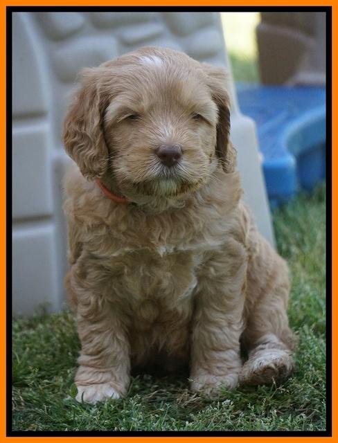 BB Marlow pups 5 wks old 431