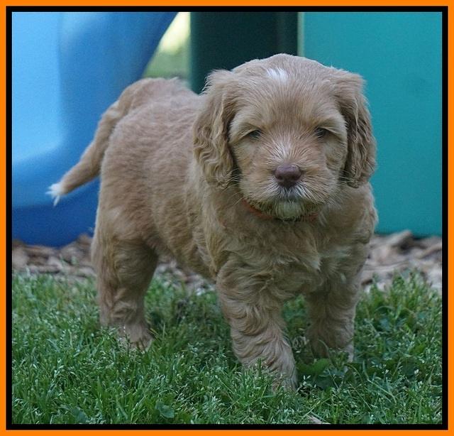 BB Marlow pups 5 wks old 441