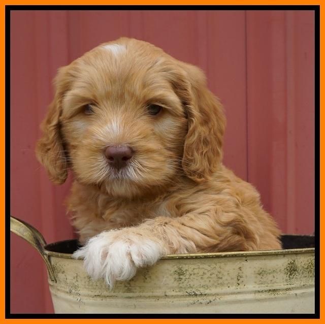 BB Marlow pups 6 wks old 221