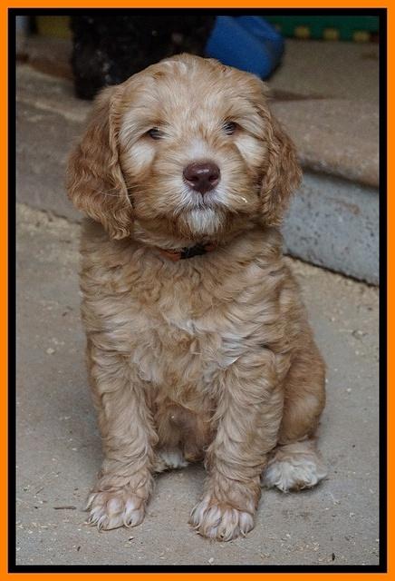 BB Marlow pups 7 wks old 301