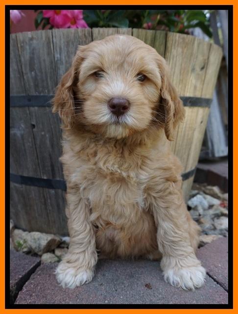 BB Marlow pups 7 wks old 321