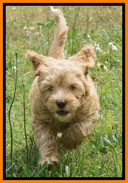 BB Marlow pups 7 wks old 331