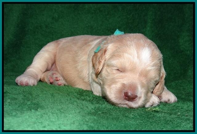 BB Marlow pups 2 wks old 161