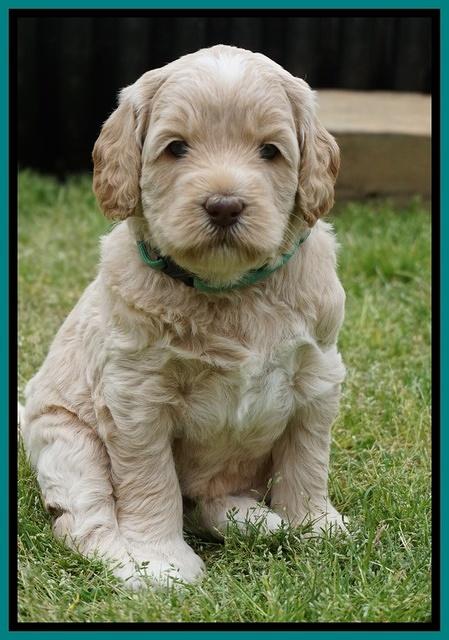 BB Marlow pups 5 wks old 481