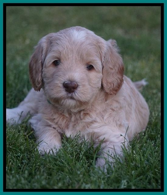 BB Marlow pups 5 wks old 491