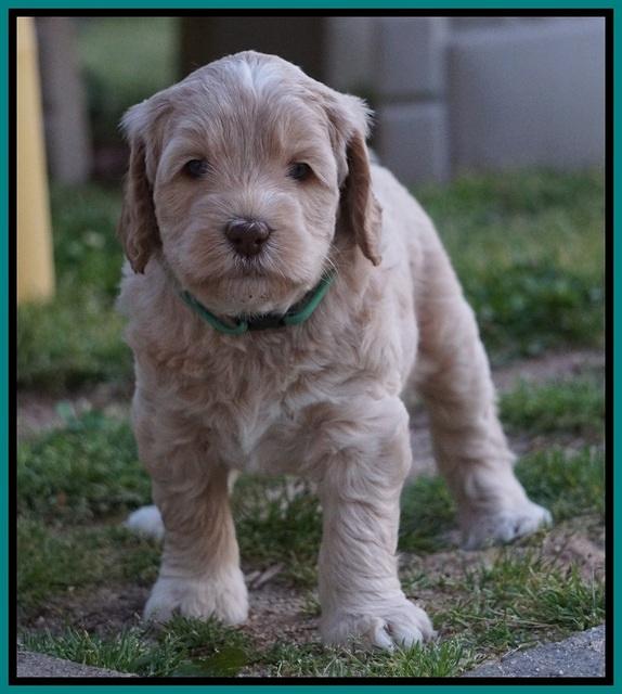 BB Marlow pups 5 wks old 501