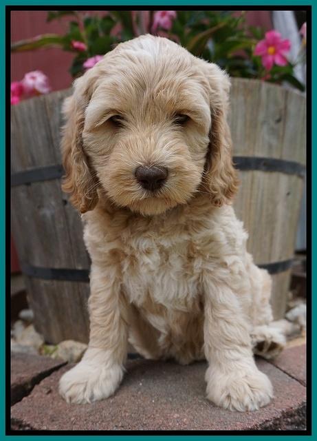 BB Marlow pups 7 wks old 341