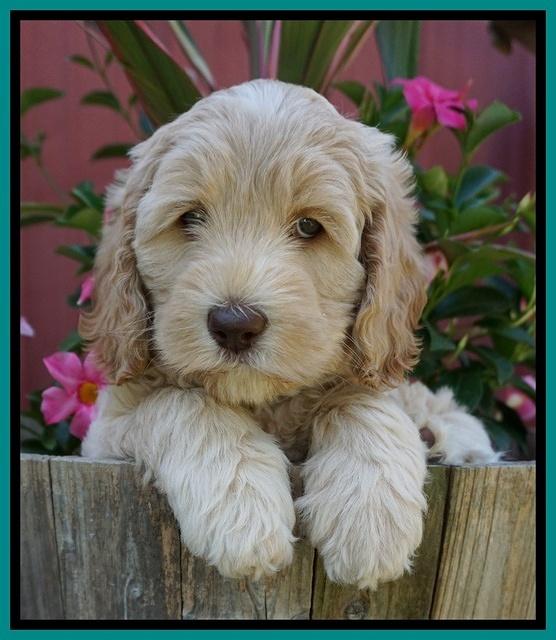 BB Marlow pups 7 wks old 351