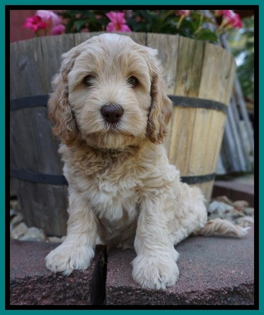 BB Marlow pups 7 wks old 361