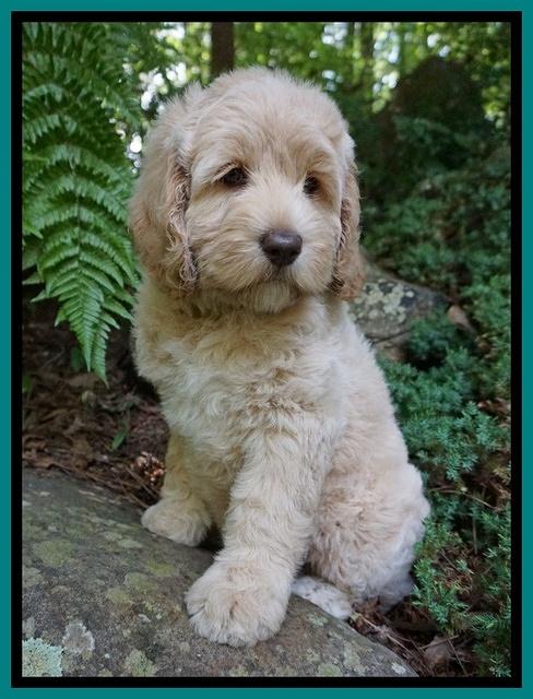 BB Marlow pups 8 wks old 2152