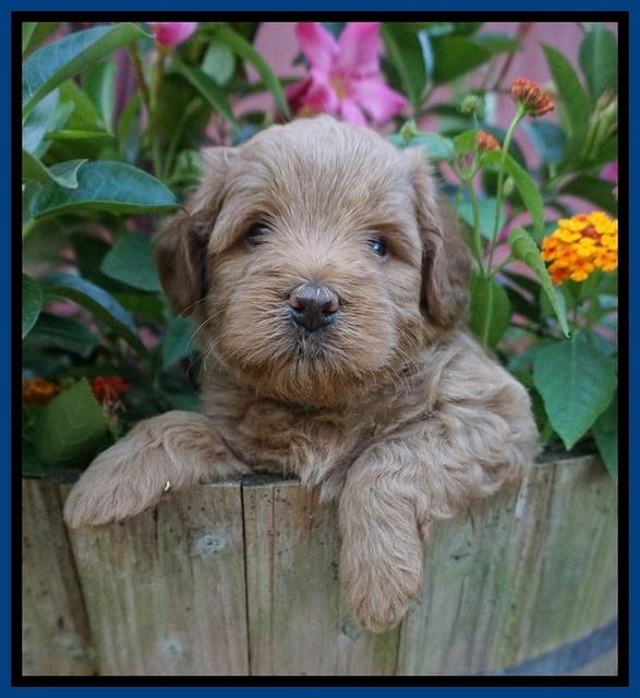 Gem Parson pups  5 wk old 21