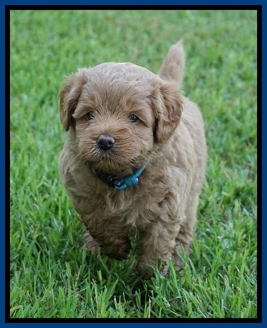 Gem Parson pups  5 wk old 31