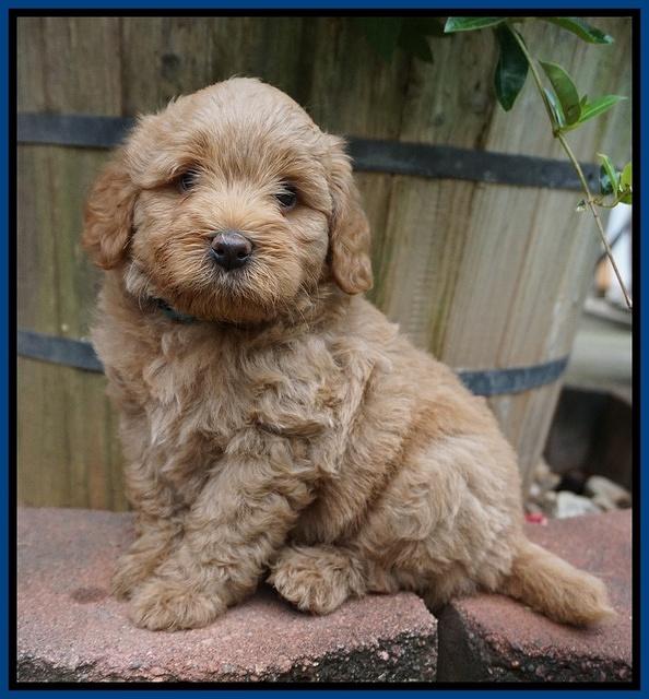Gem Parson pups  6 wks old 41