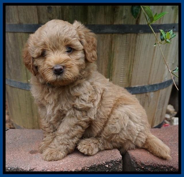 Gem Parson pups  6 wks old 51