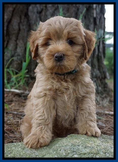 Gem Parson pups  7 wks old 31