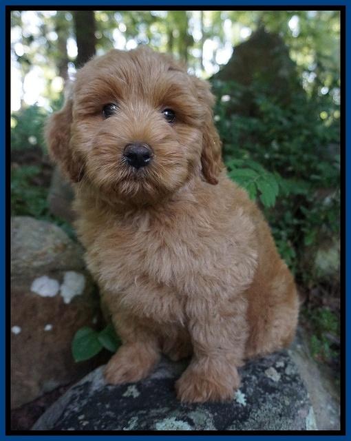 Gem Parson pups  8 wks old 1300