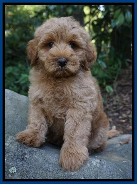 Gem Parson pups  8 wks old 2300