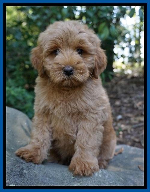 Gem Parson pups  8 wks old 4300