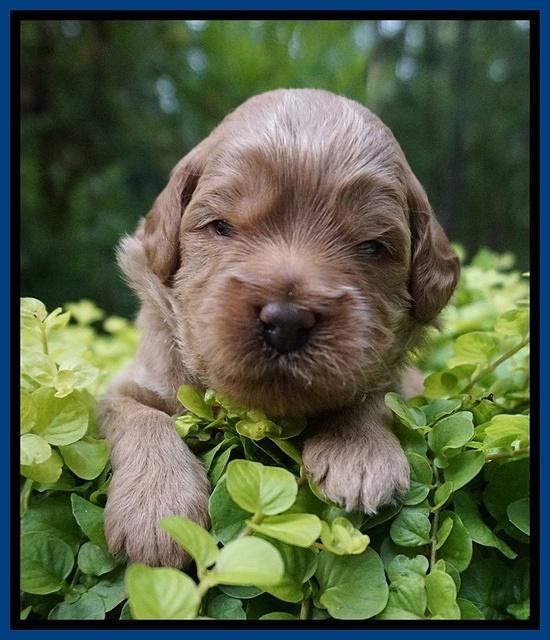 Gem Parson pups 3 wk old 21