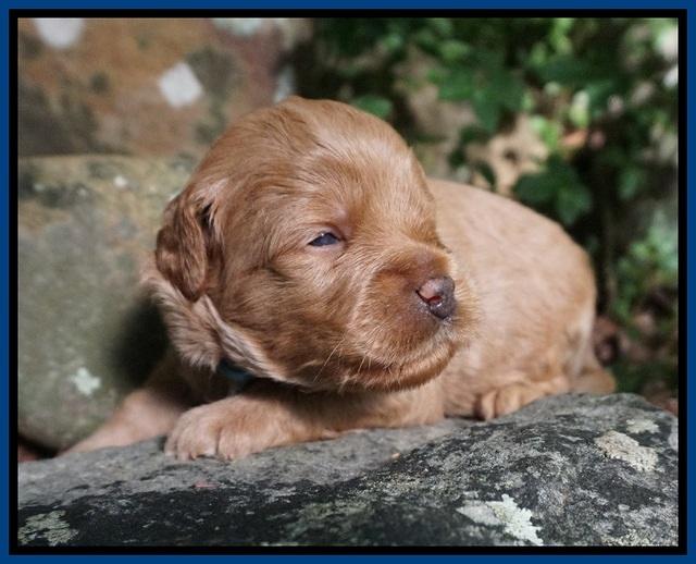 Gem Parson pups 3 wk old 31