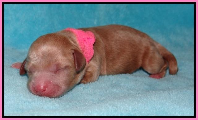 Gem Parson Newborn pups 23