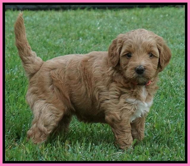 Gem Parson pups  5 wk old 141