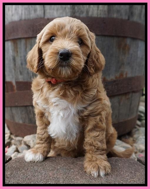 Gem Parson pups  6 wks old 161