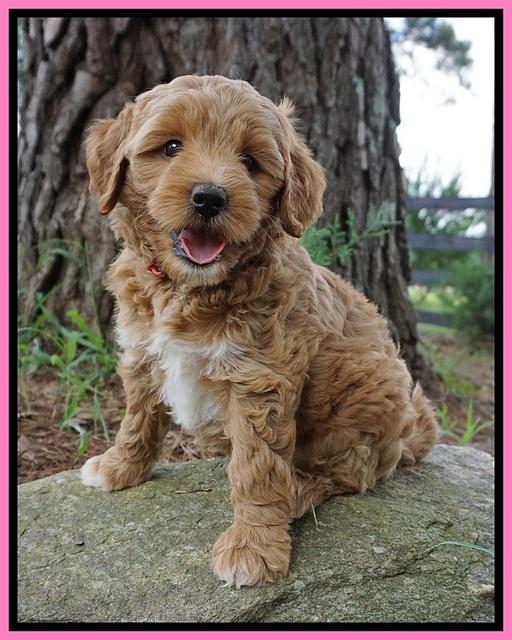 Gem Parson pups  7 wks old 51