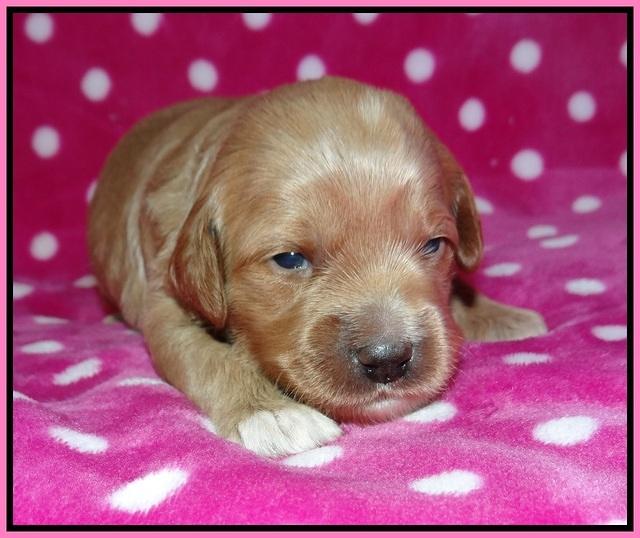 Gem Parson pups 2 wk old 41