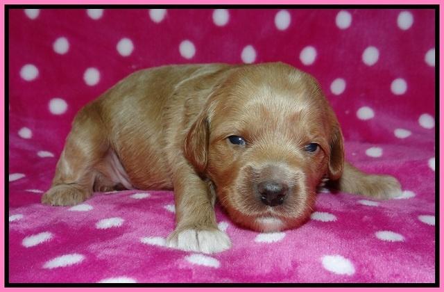 Gem Parson pups 2 wk old 51