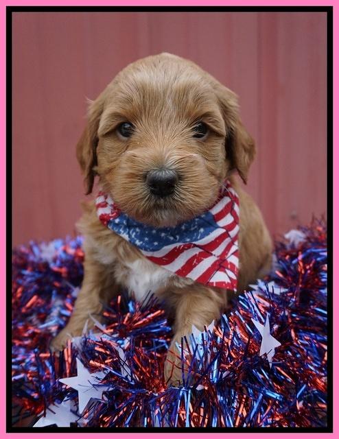 Gem Parson pups 4 wks old 61
