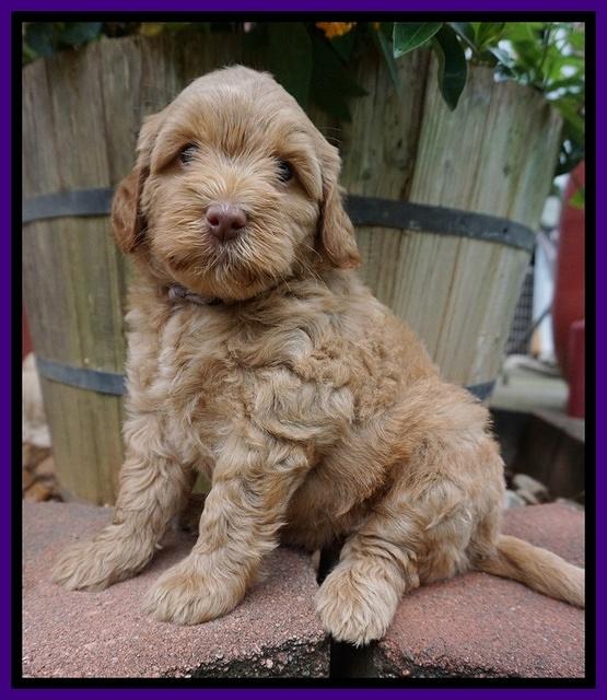 Gem Parson pups  6 wks old 181