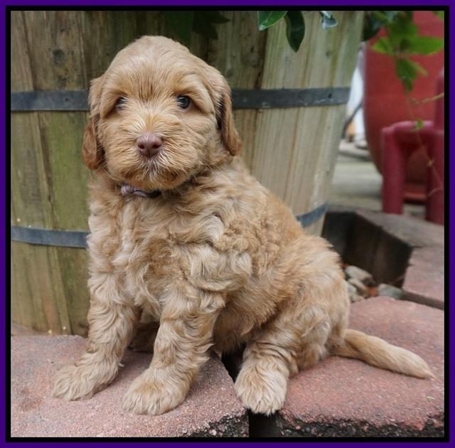 Gem Parson pups  6 wks old 201